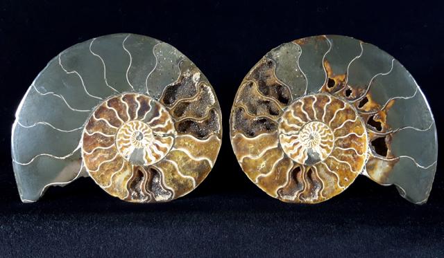 Cleoniceras (Grycia) besairiei COLLIGNON 1949 - Bild © FossNet FossilienStore